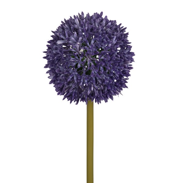 Allium, 68 cm, lavendel