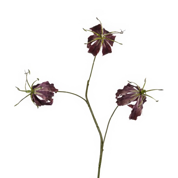 Gloriosa-Zweig, 83 cm, burgund