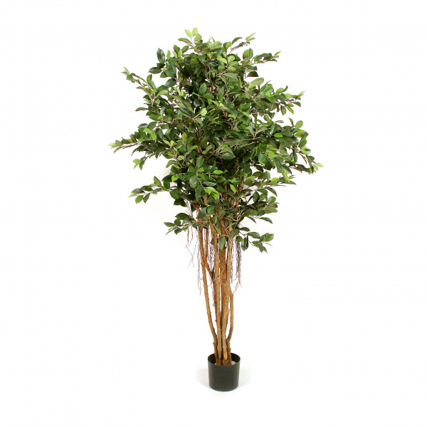 FICUS RETUSA