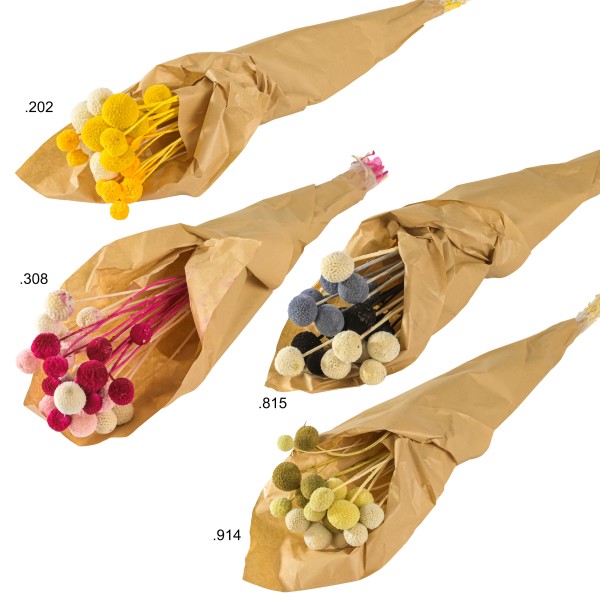 Craspedia Bund 15 Stück