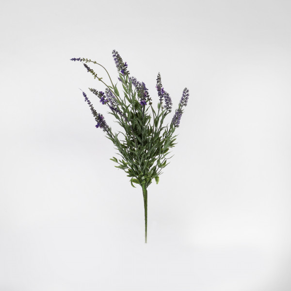 Lavendelbusch x 19, 50 cm