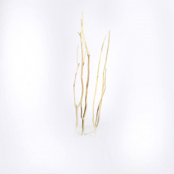 Mitsumata 45-60 cm Bund x 12 Stück weiß gebleicht