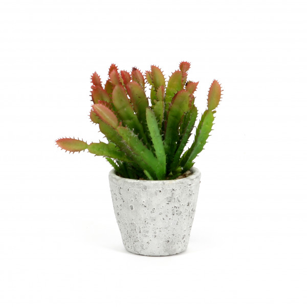 Kaktee im Betontopf, 20 cm,rot -grün