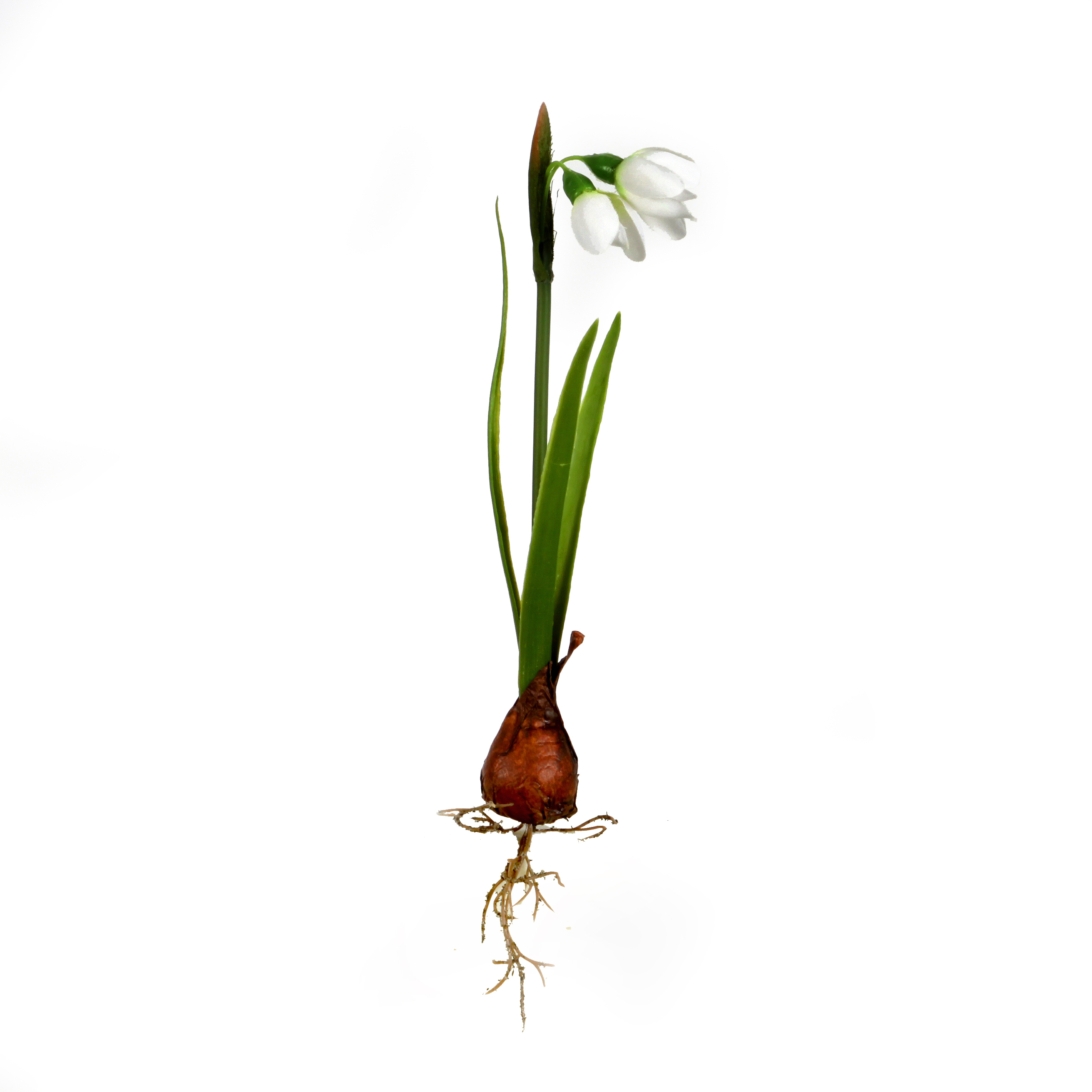 Schneeglöckchen mit Zwiebel, weiß Seidenblumen Naturgetreue
