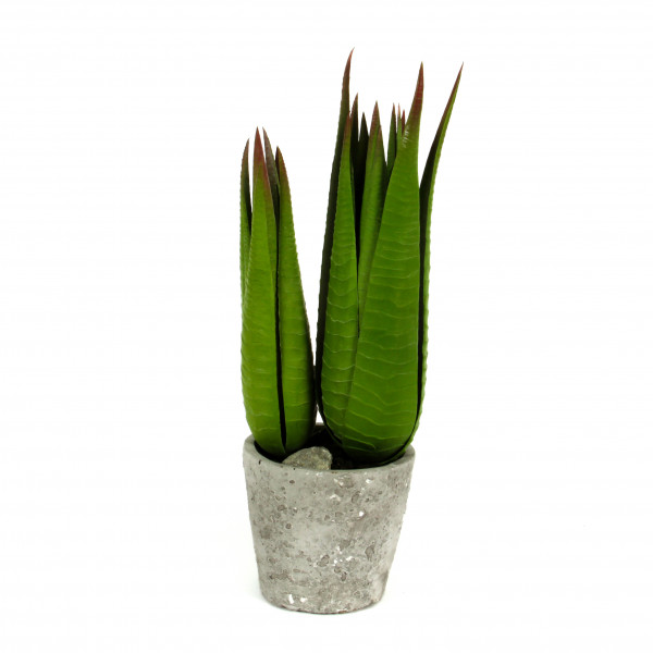 Sanseveria getopft, 36 cm