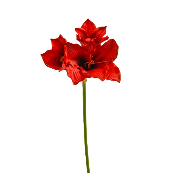 Amaryllis x 3 Blüten, L65cm