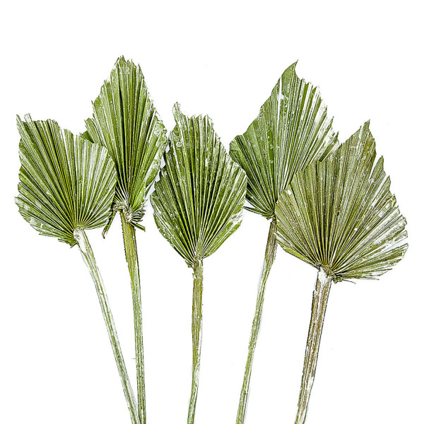 Palmspeer grün frostet Polybe utel x 100 Stück