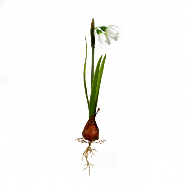 Schneeglöckchen mit Zwiebel, weiß