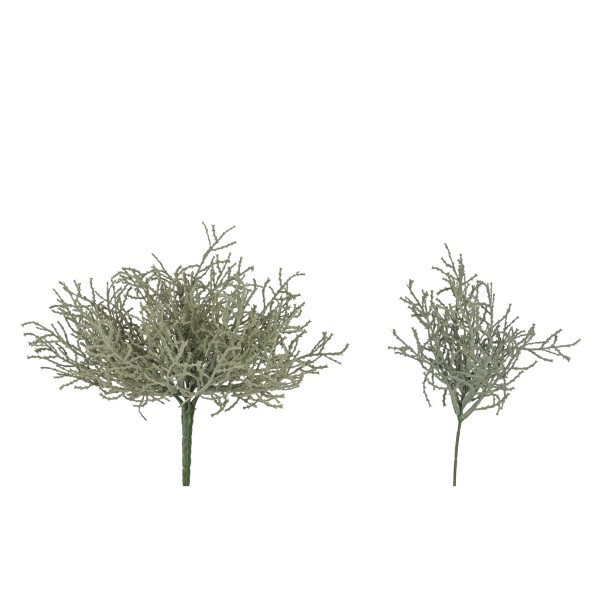 Santolina-Busch, grau, 25 cm