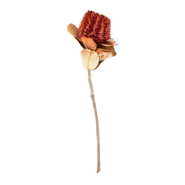 Banksia Coccinea rot ( Fensterkarton x30 Stück)