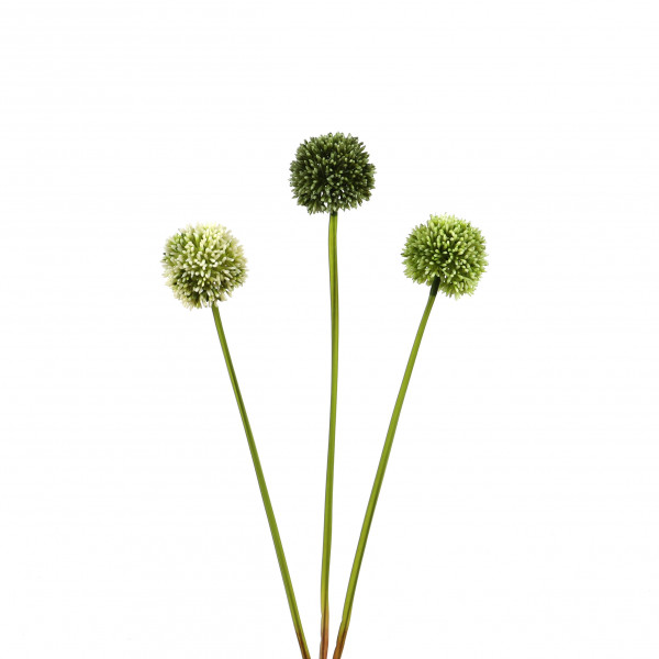 Allium 55 cm, 3 Farben sort., creme-grün