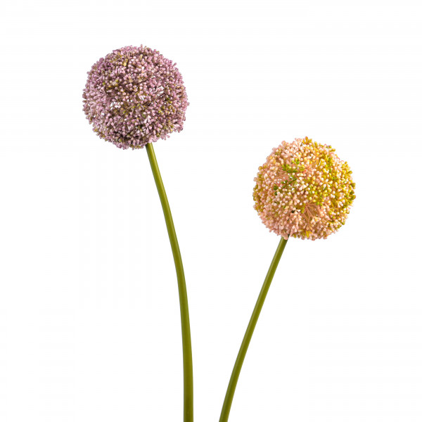 Allium, 71cm, pink/mauve sort.