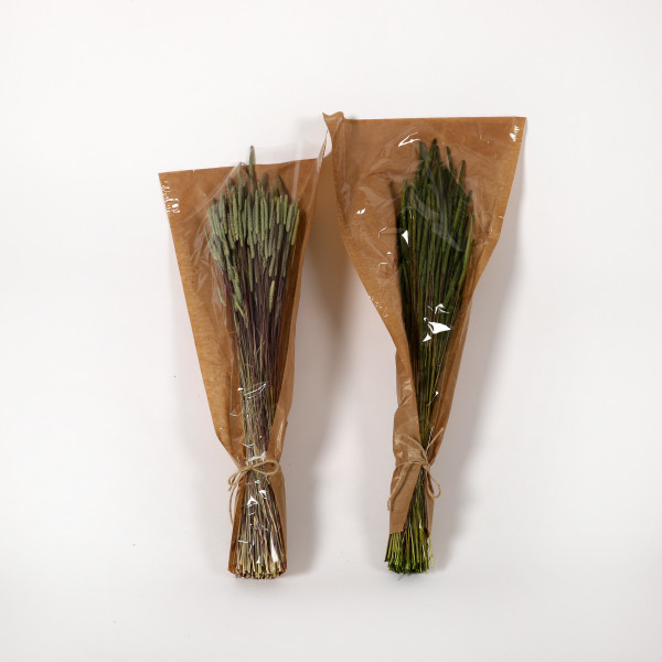 Phleum Pratensis 50-60 cm Bund 100 gr. apfelgrün