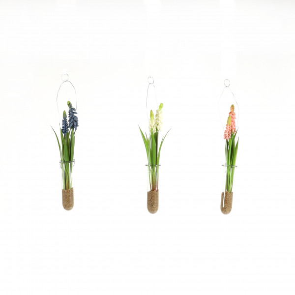 Muscari z.hängen, im Reagenzglas, 28 cm mit Sand