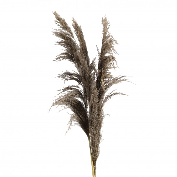 Pampas Flower 140-160 cm natur 3 Stück Btl.