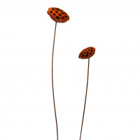 Lotus am Stab rost D Lotus am Stab rost D