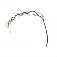 Korkenzieherhasel, 120 cm, natur Korkenzieherhasel, 120 cm, natur