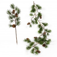 Bergkiefern Bergkiefern