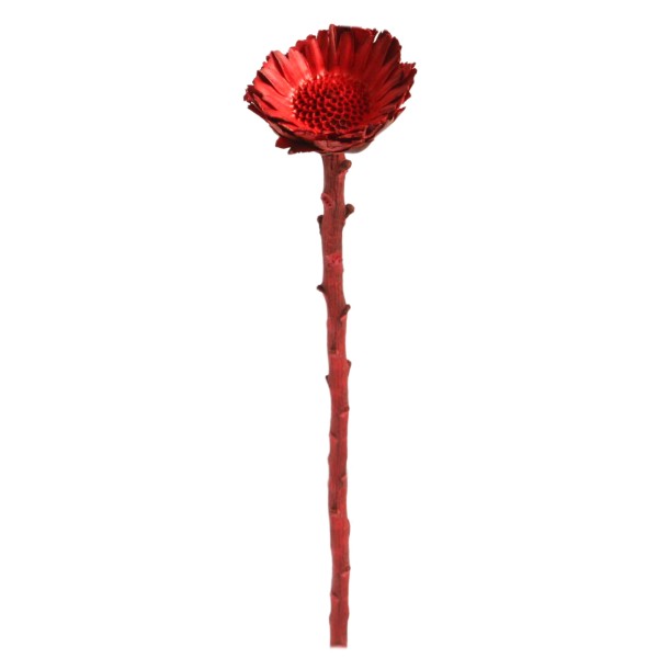 Compacta Rosette rot (Fensterkarton x 50 Stück)