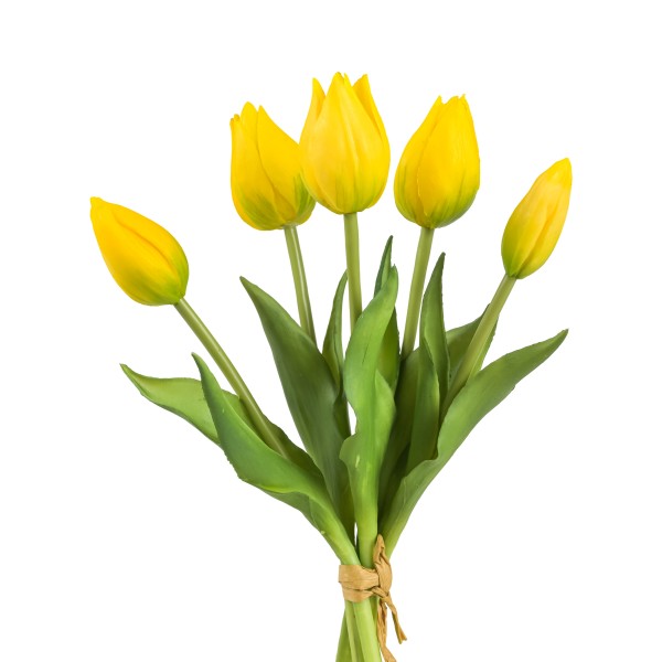 Tulpenbund Ruisdael , 25 cm