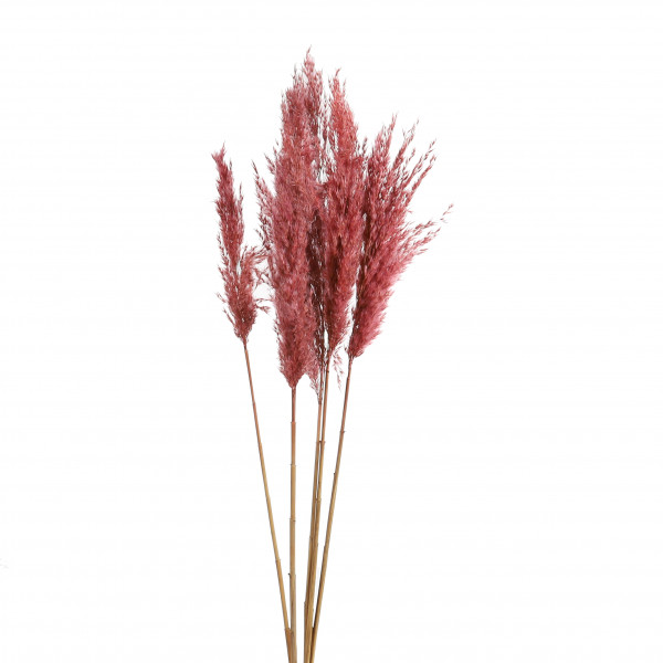 Gigant Reed Bundle x 5 Stück soft rose