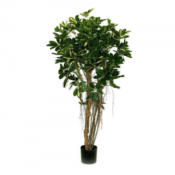 Schefflera, 120 cm