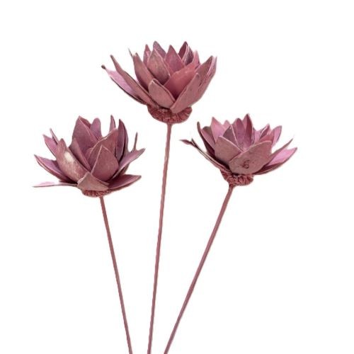 Liliepatelflower 7-10 cm am Stiel rose frostet (Fensterkarton x 25 Stück)