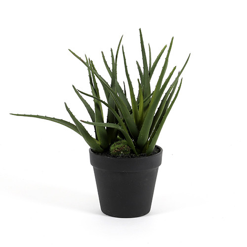 Aloe, getopft, grün, 30cm