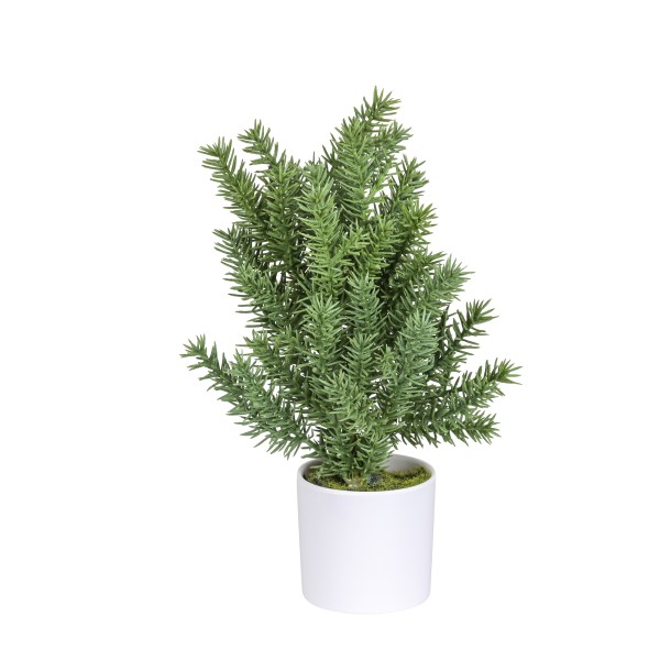 Tanne getopft, 25 cm H.
