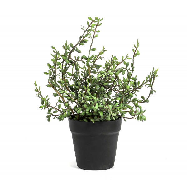 Senecio getopft, 43 cm, grün