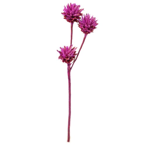 Plumosum 3 Kopf brombeer ( Fensterkarton x 50 Stück )