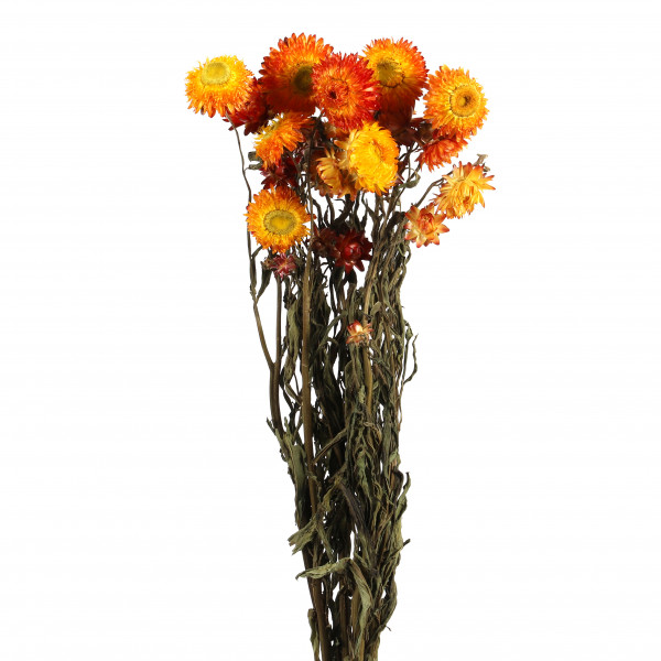 Helichrysum orange Bund 250 gr