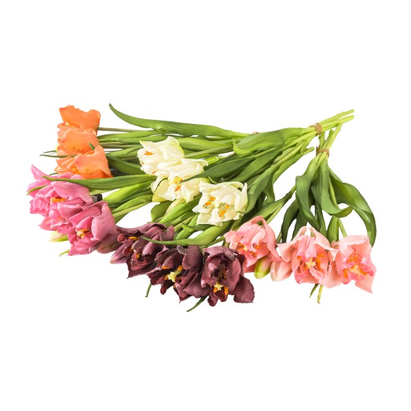 Papageientulpe Abraham x5, 40cm