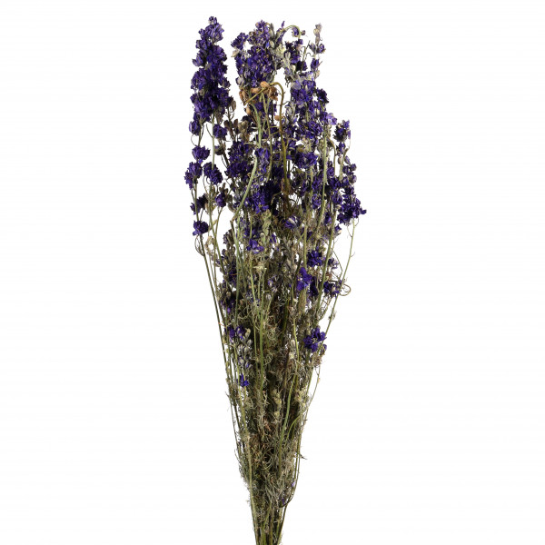 Delphinium Rittersporn blau Bund 250 gr