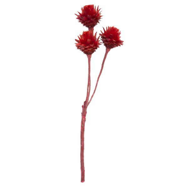 Plumosum 3 Kopf rot ( Fensterkarton x 50 Stück )