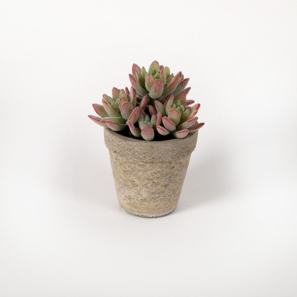 Crassula im Betontopf, 16.5 cm