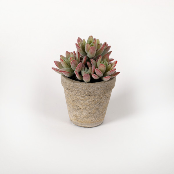 Crassula im Betontopf, 16.5 cm