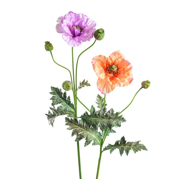 Mohn x 3, Casper , 93 cm