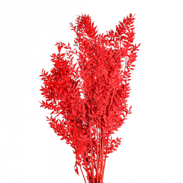 Ruscus rot Blt x 400 gr