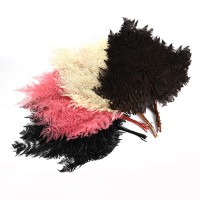 Bracken Farn Btl. x 10 Stück Bracken Farn Btl. x 10 Stück