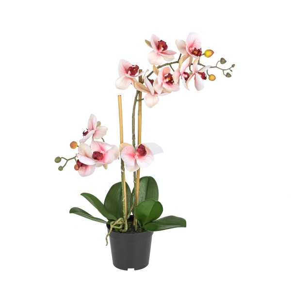 Phalaenopsis Bora x