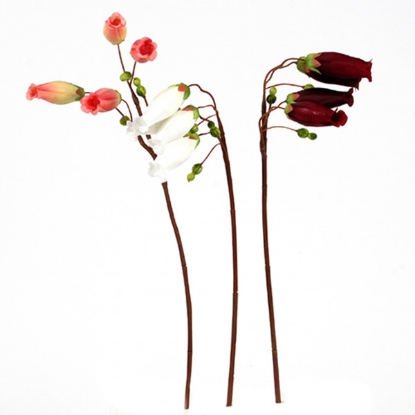 Kalanchoe fedtschenkoi , 50cm