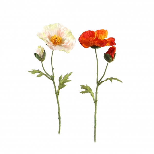 Mohn, 57cm, 1 Blüte, 1 Knospe