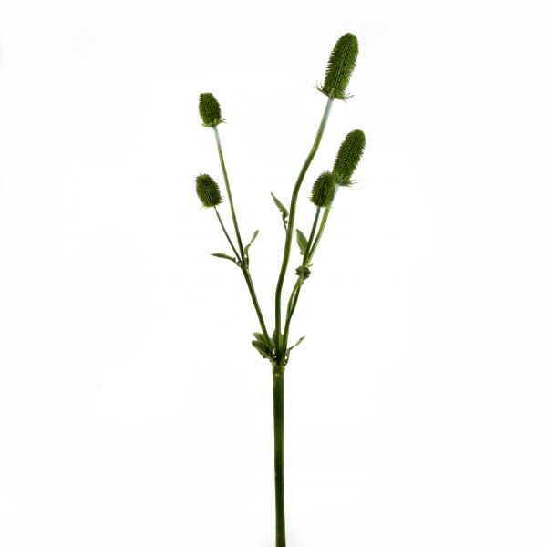 Kadendistel x 4, 120 cm, grün
