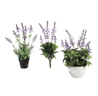 Salbeibusch x 5, 51cm Salbei getopft, 51 cm Salbeibusch x 5, 51cm Salbei getopft, 51 cm