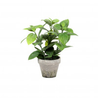 Salbei getopft, 23 cm, grün Salbei getopft, 23 cm, grün Salbei getopft, 23 cm, grün Salbei getopft, 23 cm, grün