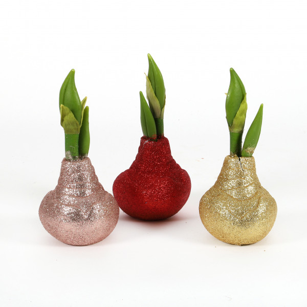 Amaryllis-Zwiebel Glitter , mit Knospe 21 cm