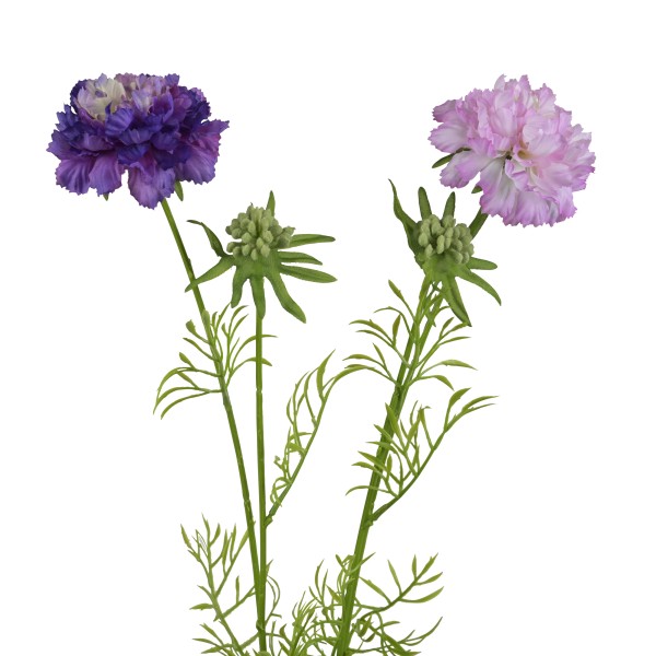 Scabiosa, 70 cm