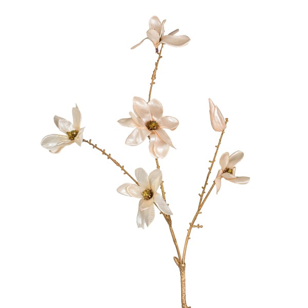 Magnolie Ardesio , 74cm, creme