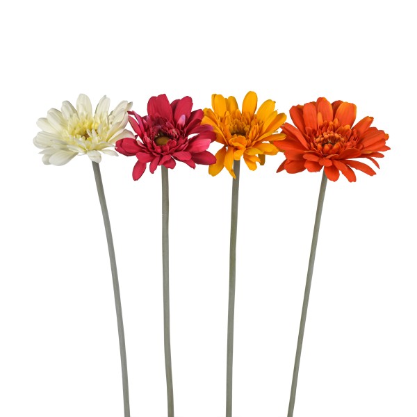 Gerbera Minako , 47 cm